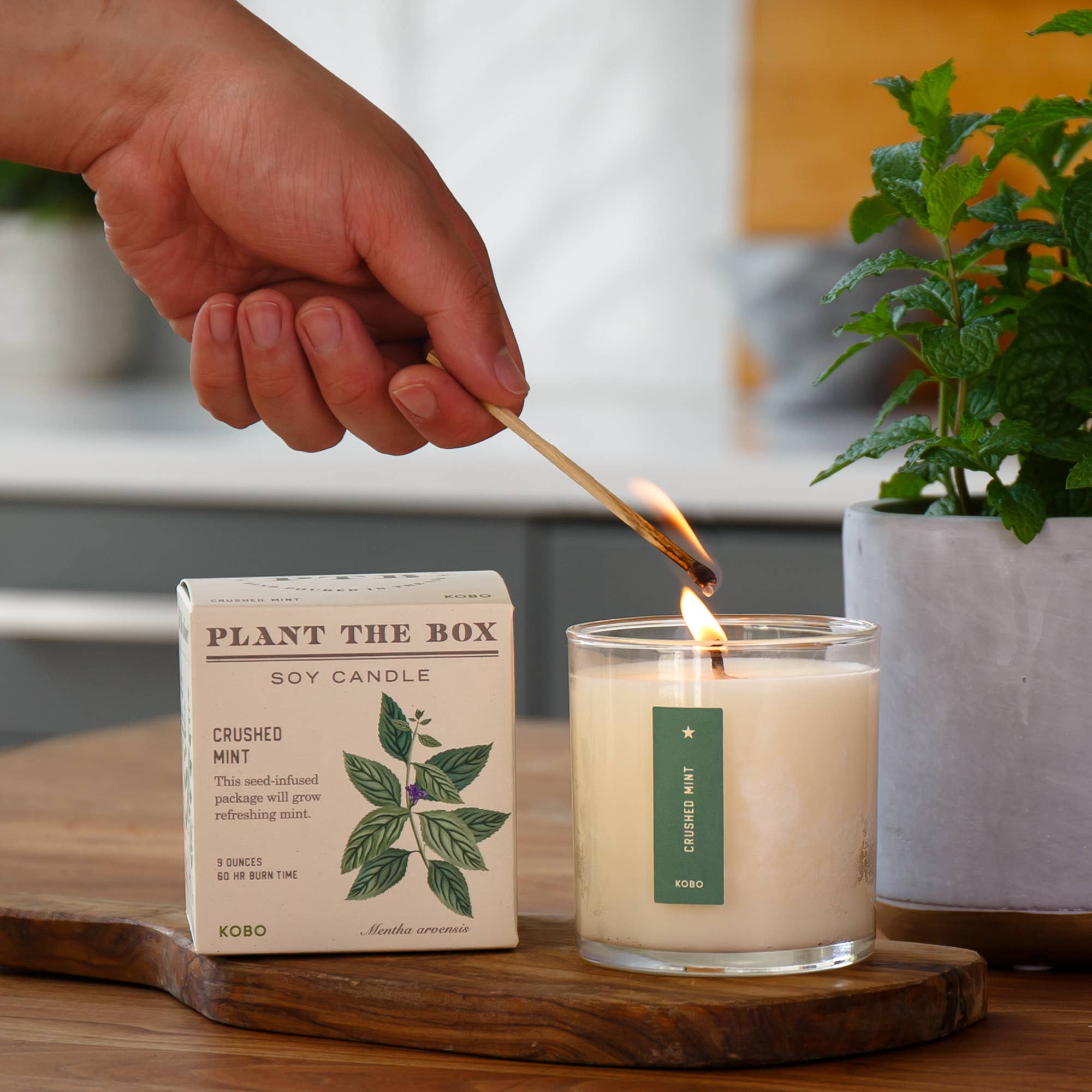Crushed Mint Plant the Box Candle