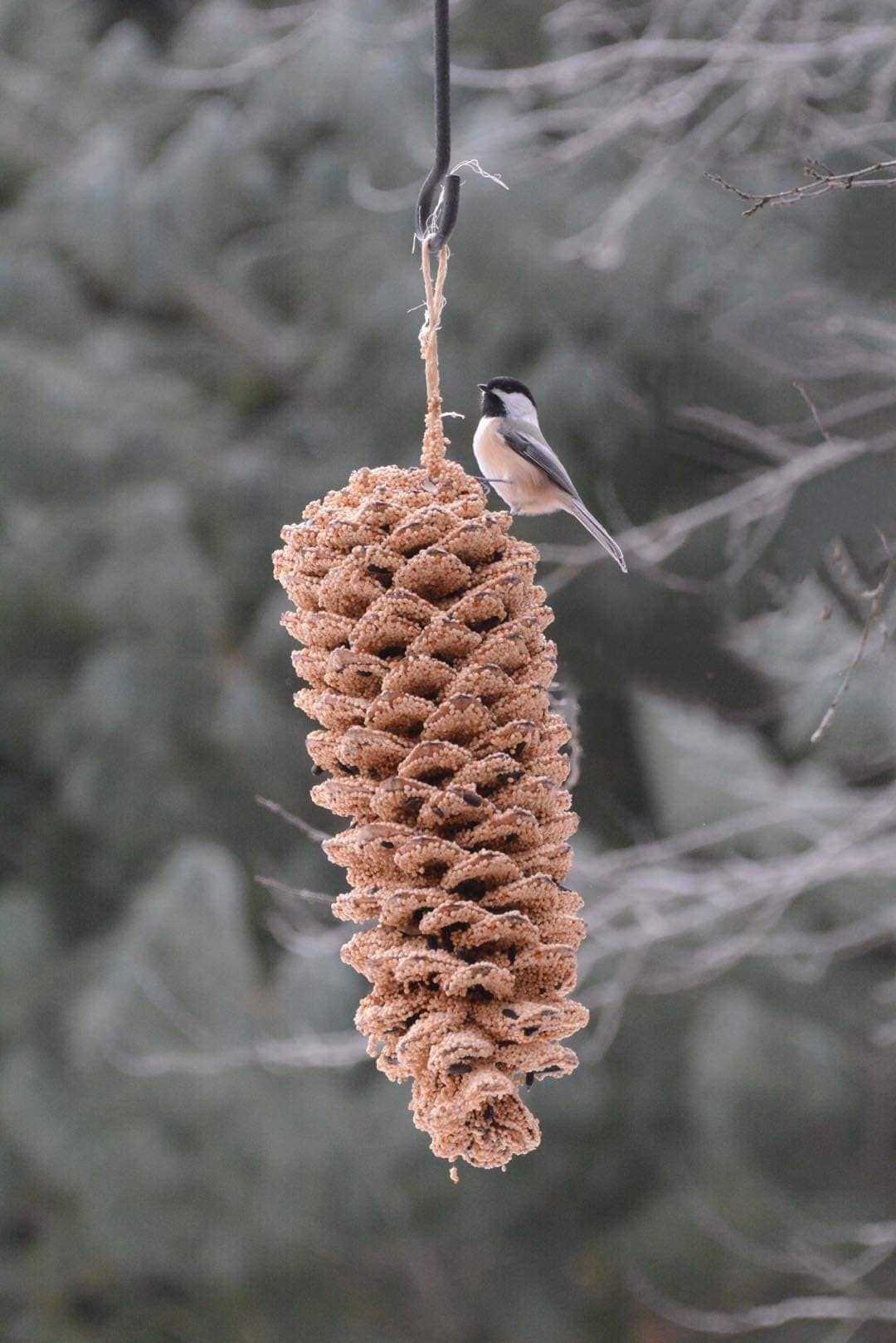 Giant Birdseed Pine Cone