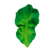 Kendall the Kale Teether