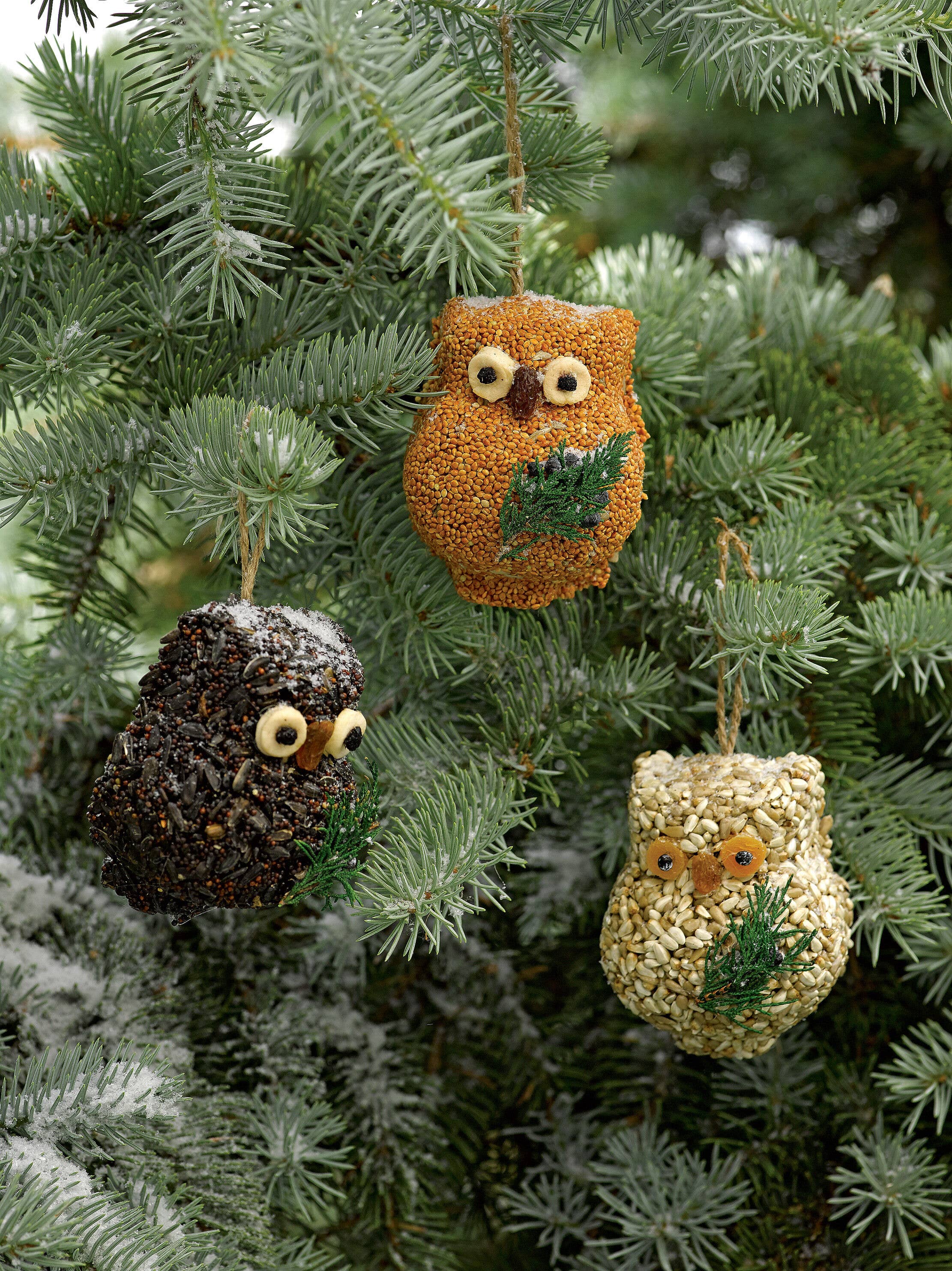Ollie The Birdseed Owl