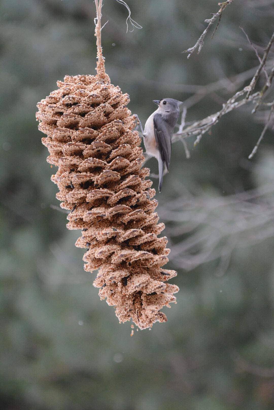 Giant Birdseed Pine Cone
